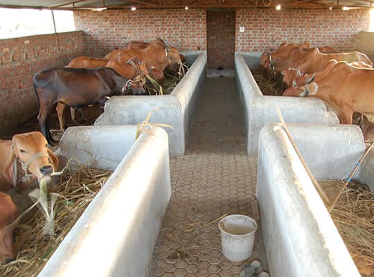 Gaushala Maintenance